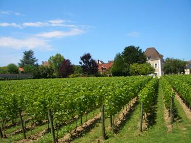 The vineyards at Jacquesson